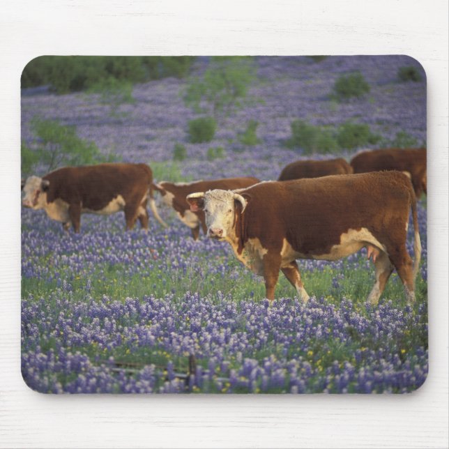 USA, Texas, Texas Hill Country, Hereford Mouse Pad (Front)
