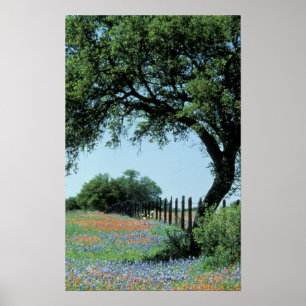USA, Texas, Texas Hill Country Paintbrush and Poster