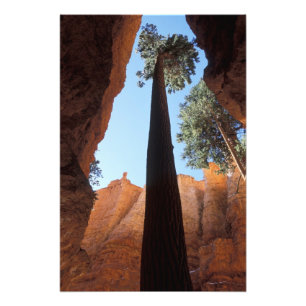 USA, Utah, Bryce Canyon National Park. Tall Photo Print