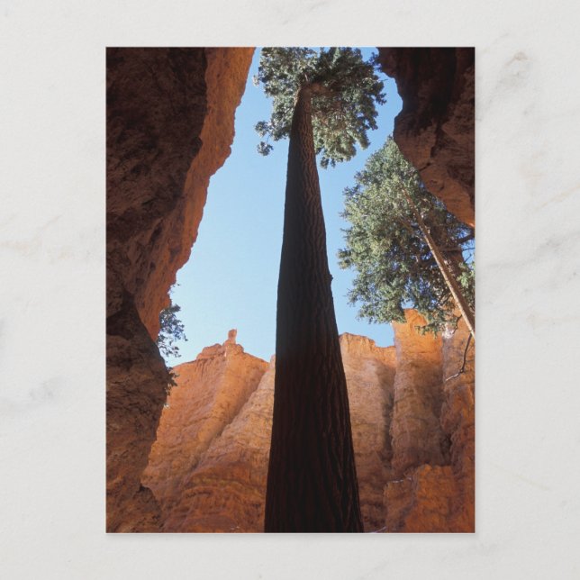 USA, Utah, Bryce Canyon National Park. Tall Postcard (Front)
