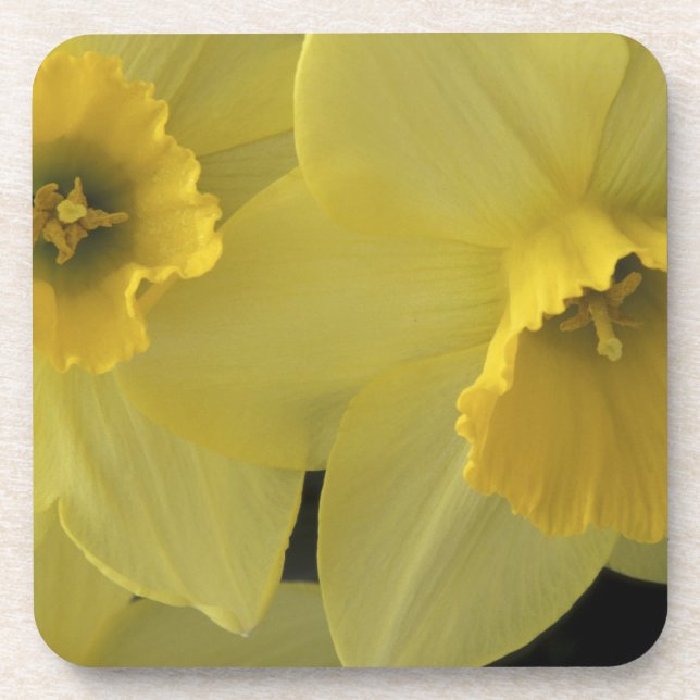 USA, Utah, Cache Valley Daffodils Coaster (Front)