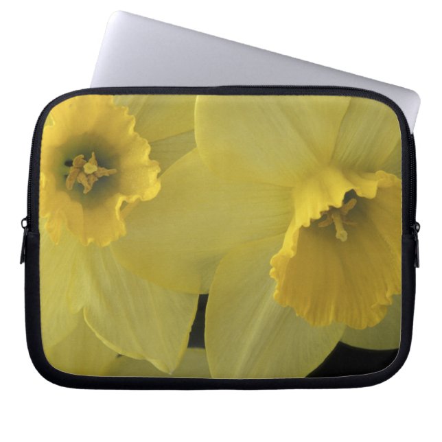 USA, Utah, Cache Valley Daffodils Laptop Sleeve (Front)