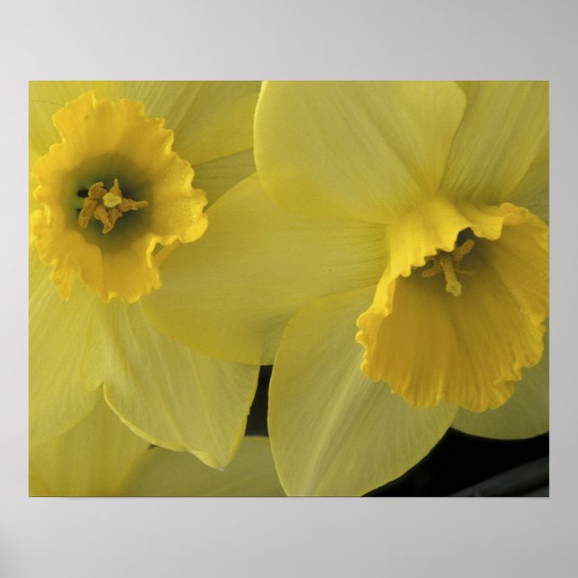 USA, Utah, Cache Valley Daffodils Poster (Front)
