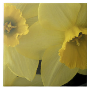USA, Utah, Cache Valley Daffodils Tile