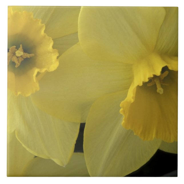 USA, Utah, Cache Valley Daffodils Tile (Front)