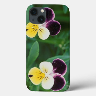 USA, Utah, Cache Valley, Johnny Jump Up iPhone 13 Case