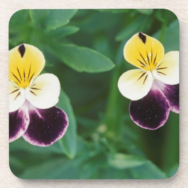 USA, Utah, Cache Valley, Johnny Jump Up Coaster (Front)