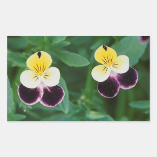 USA, Utah, Cache Valley, Johnny Jump Up Rectangular Sticker