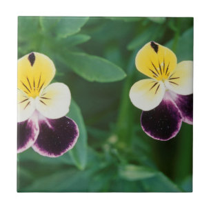 USA, Utah, Cache Valley, Johnny Jump Up Tile