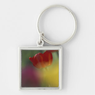 USA, Utah, Cache Valley Tulips in a garden Key Ring