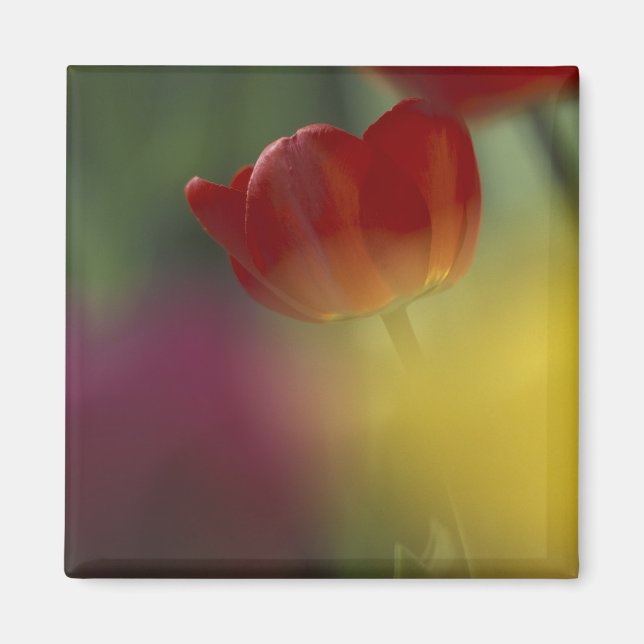 USA, Utah, Cache Valley Tulips in a garden Magnet (Front)