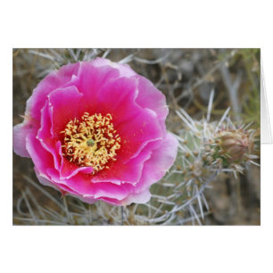 USA, Utah, Canyonlands NP, Desert Prickly Pear