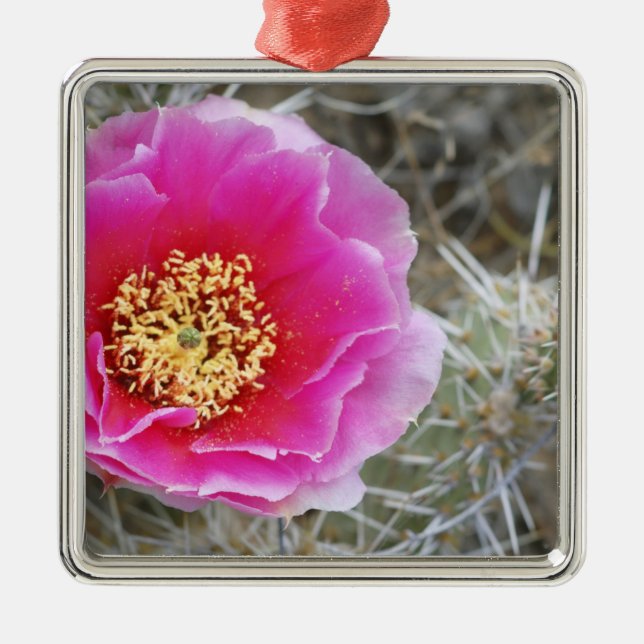 USA, Utah, Canyonlands NP, Desert Prickly Pear Metal Ornament (Front)