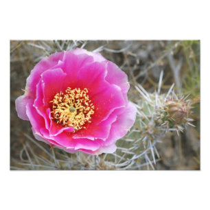 USA, Utah, Canyonlands NP, Desert Prickly Pear Photo Print