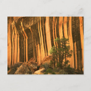 USA, Utah, Capitol Reef National Park Postcard