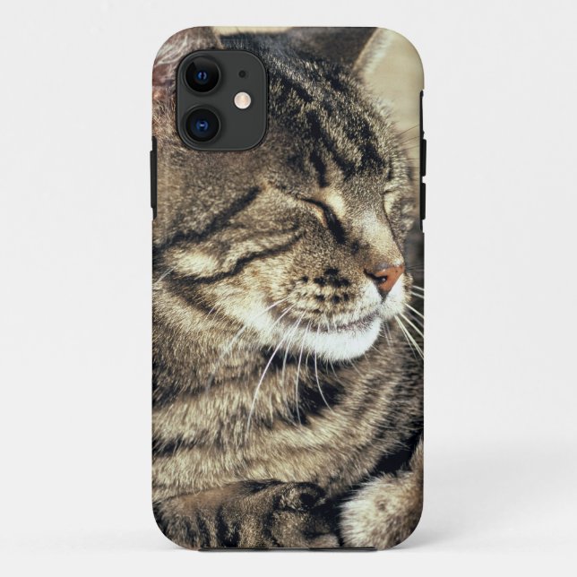 USA, Utah, Capitol Reef NP. Sleeping tabby cat Case-Mate iPhone Case (Back)