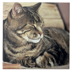 USA, Utah, Capitol Reef NP. Sleeping tabby cat Ceramic Tile