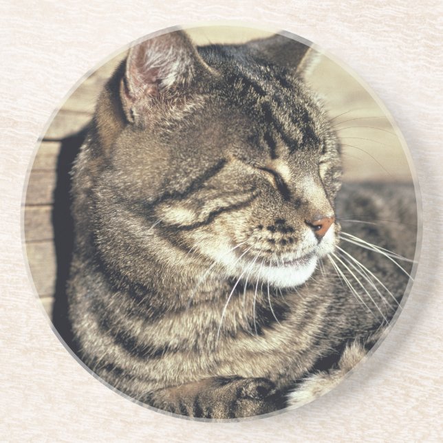 USA, Utah, Capitol Reef NP. Sleeping tabby cat Coaster (Front)