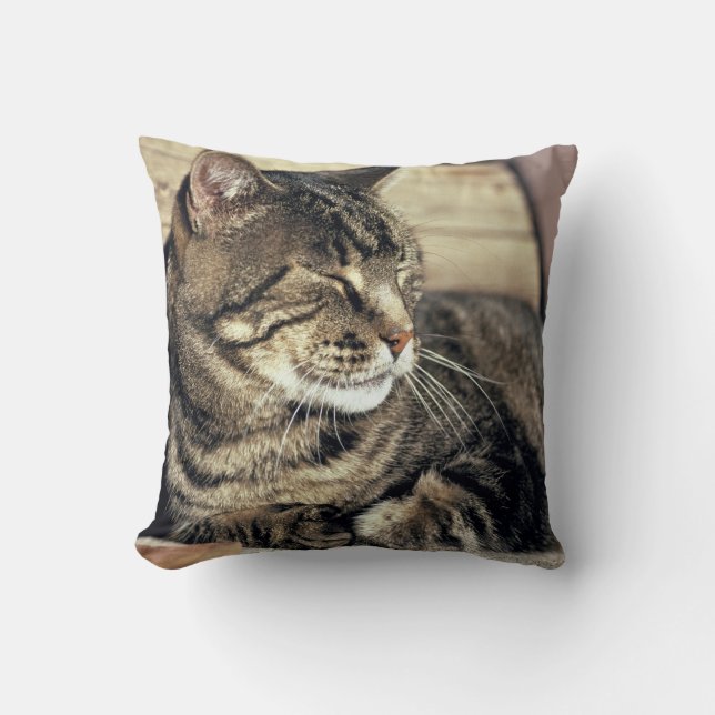 USA, Utah, Capitol Reef NP. Sleeping tabby cat Cushion (Front)