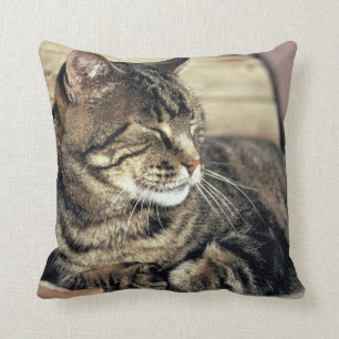 USA, Utah, Capitol Reef NP. Sleeping tabby cat Cushion
