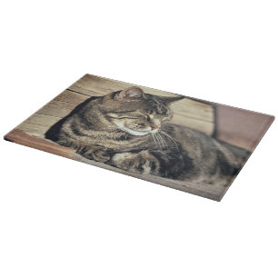 USA, Utah, Capitol Reef NP. Sleeping tabby cat Cutting Board