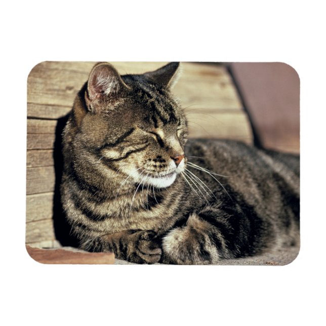 USA, Utah, Capitol Reef NP. Sleeping tabby cat Magnet (Horizontal)