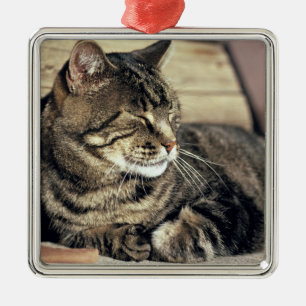 USA, Utah, Capitol Reef NP. Sleeping tabby cat Metal Ornament