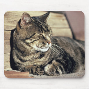 USA, Utah, Capitol Reef NP. Sleeping tabby cat Mouse Pad