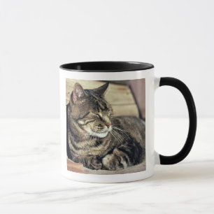 USA, Utah, Capitol Reef NP. Sleeping tabby cat Mug