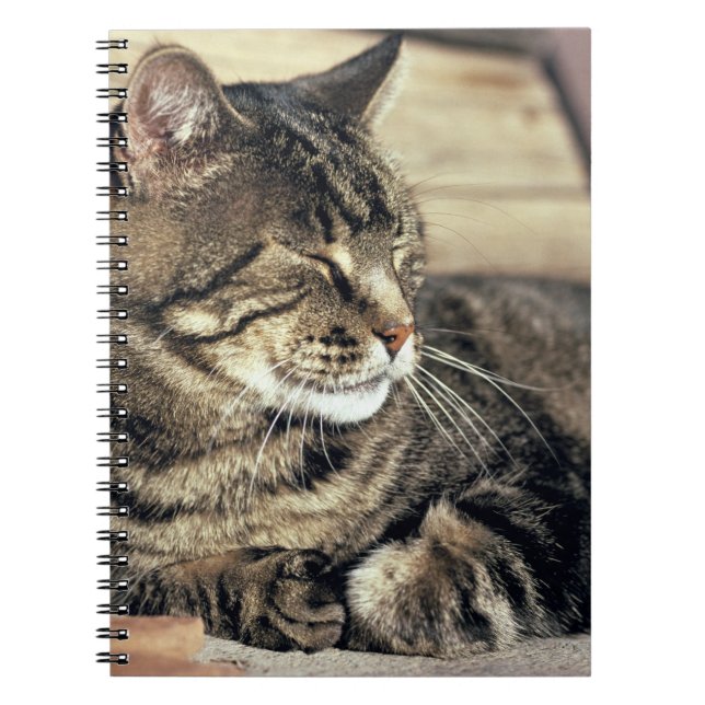 USA, Utah, Capitol Reef NP. Sleeping tabby cat Notebook (Front)