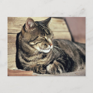 USA, Utah, Capitol Reef NP. Sleeping tabby cat Postcard