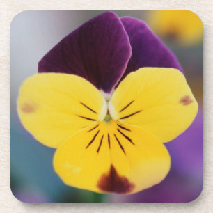 USA, Utah, Close-Up of Viola tricolor in garden Coaster