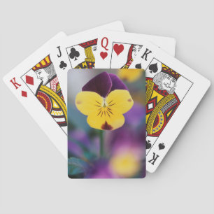 USA, Utah, Close-Up of Viola tricolor in garden Playing Cards