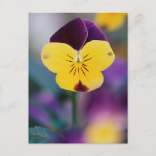 USA, Utah, Close-Up of Viola tricolor in garden Postcard