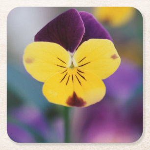 USA, Utah, Close-Up of Viola tricolor in garden Square Paper Coaster