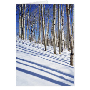 USA, Utah, Dixie National Forest, Aspen Grove