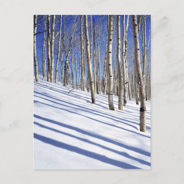USA, Utah, Dixie National Forest, Aspen Grove Postcard (Front)