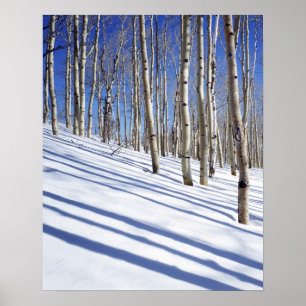 USA, Utah, Dixie National Forest, Aspen Grove Poster