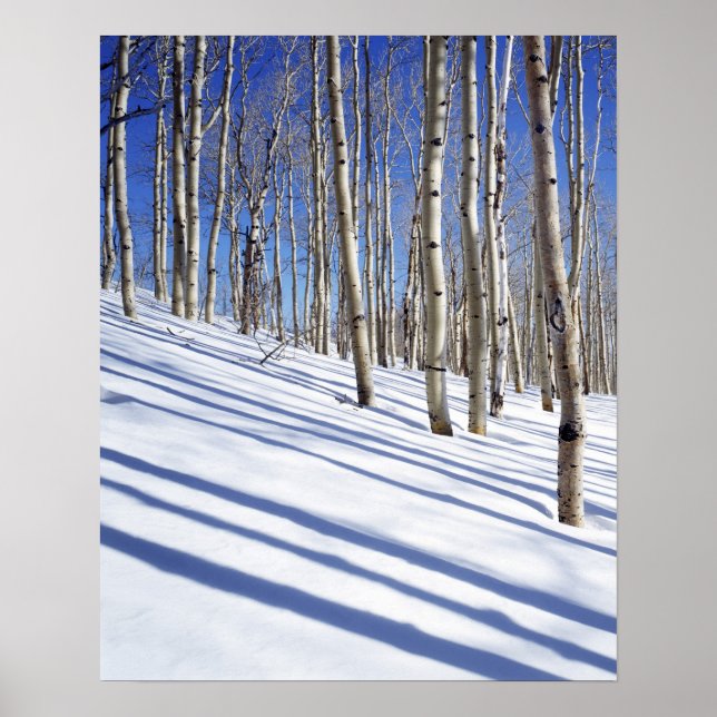 USA, Utah, Dixie National Forest, Aspen Grove Poster (Front)