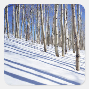 USA, Utah, Dixie National Forest, Aspen Grove Square Sticker