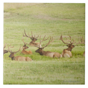 USA, Utah, Group of bull Elk (Cervus canadensis) Ceramic Tile