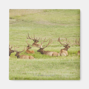 USA, Utah, Group of bull Elk (Cervus canadensis) Magnet