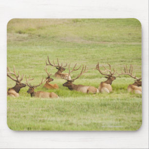 USA, Utah, Group of bull Elk (Cervus canadensis) Mouse Pad