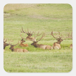 USA, Utah, Group of bull Elk (Cervus canadensis) Square Sticker