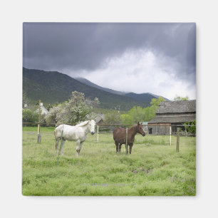 USA, Utah, Horses on ranch Magnet