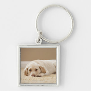 USA, Utah, Lehi, Portrait of Yellow Labrador Key Ring