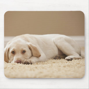 USA, Utah, Lehi, Portrait of Yellow Labrador Mouse Pad
