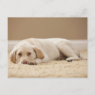 USA, Utah, Lehi, Portrait of Yellow Labrador Postcard