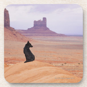USA, Utah, Monument Valley, Dog sitting on rock Coaster