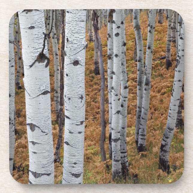 USA, Utah, Uinta-Wasatch-Cache National Forest 2 Coaster (Front)